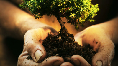 Hand holding a plant