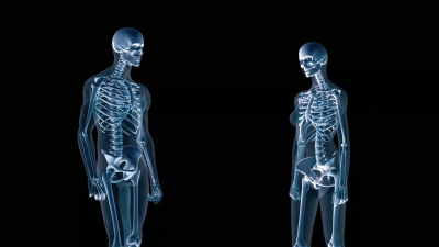 Human skeletons