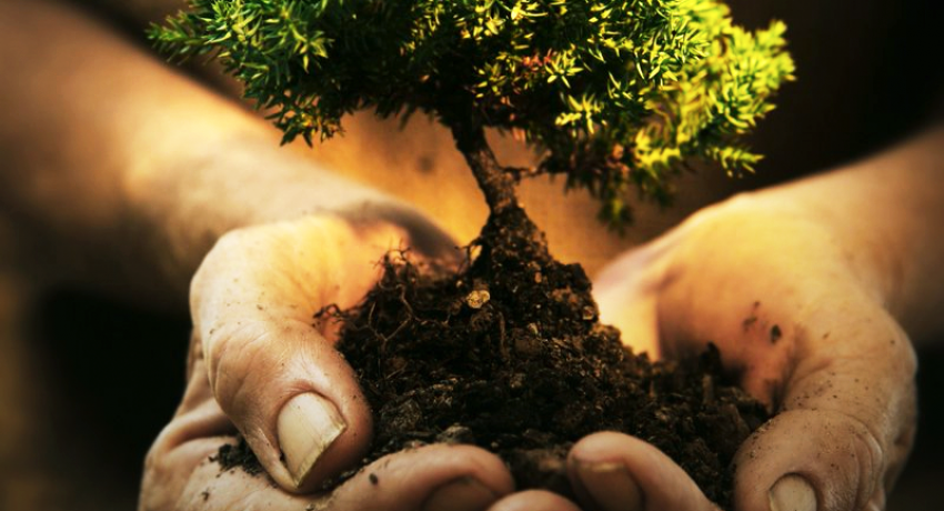 Hand holding a plant