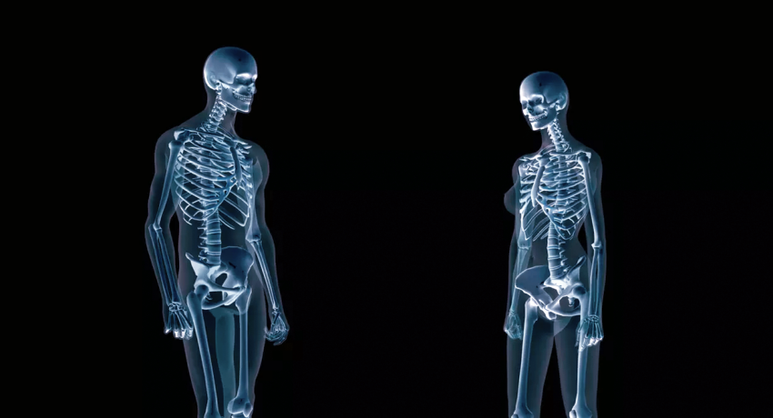 Human skeletons