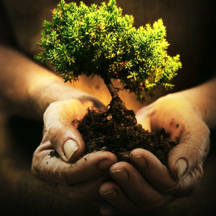 Hand holding a plant