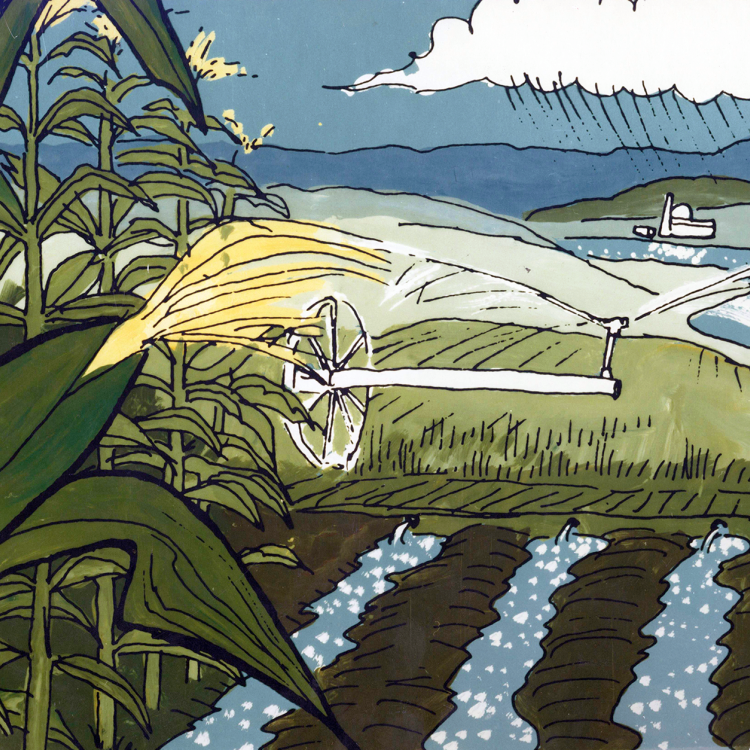 A corn field with power plant in distance